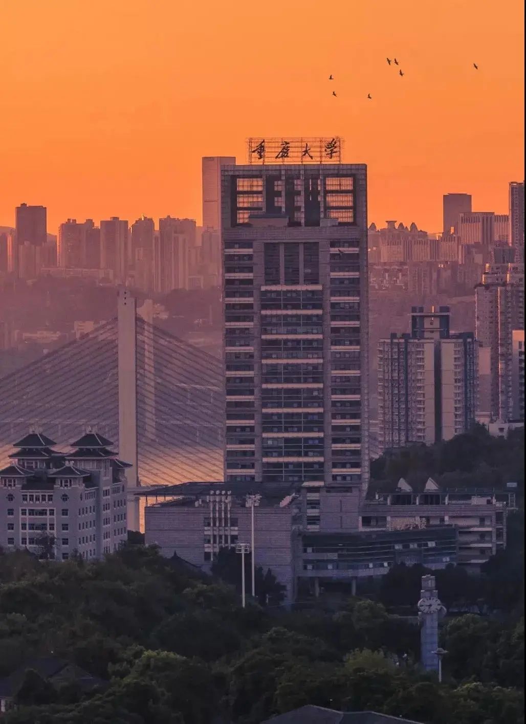 重庆大学(重庆大学排名)