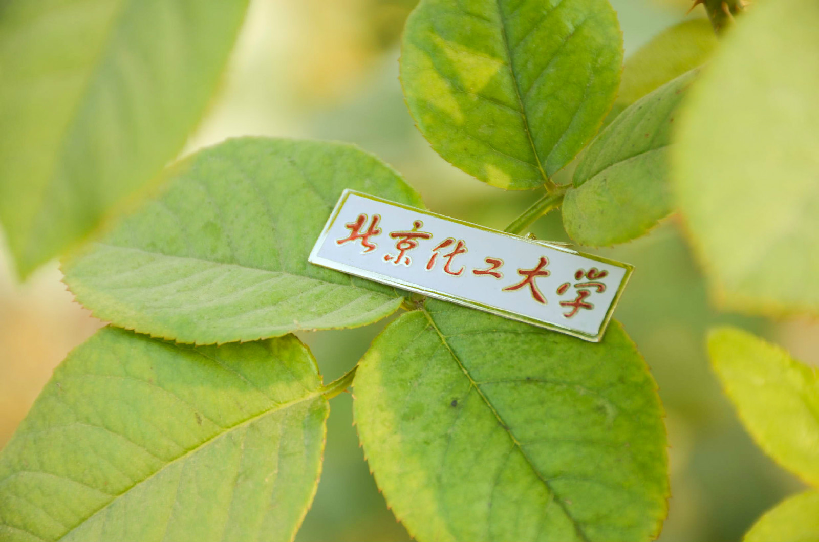 北京化工大学文凭(北京化工大学的学院)